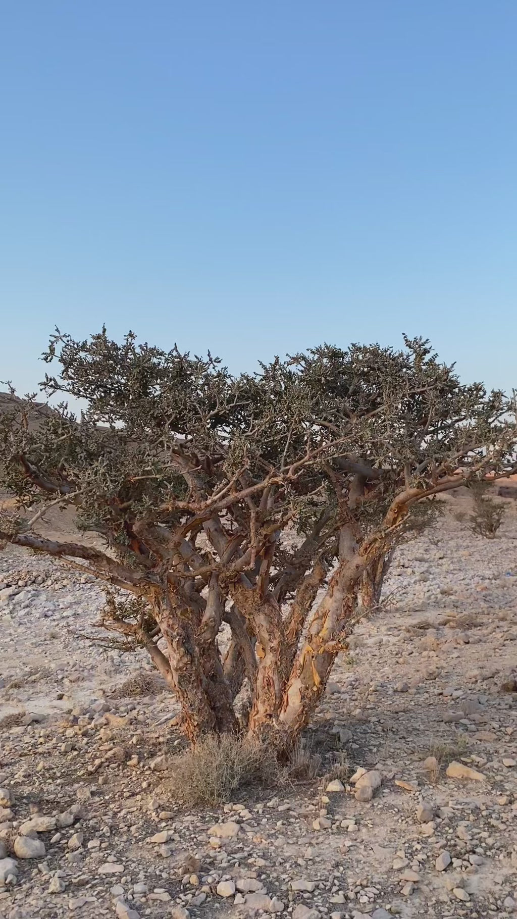 Pure Frankincense Resin | Boswellia Carterii | Sacred Somali Incense