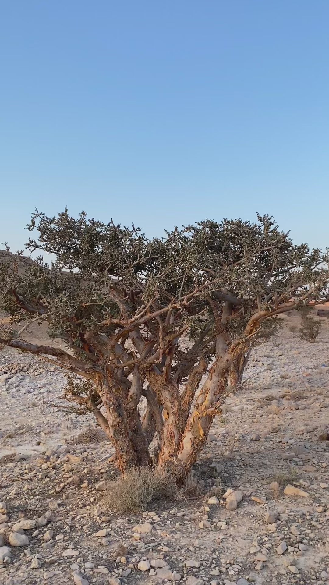 Pure Frankincense Resin | Boswellia Carterii | Sacred Somali Incense